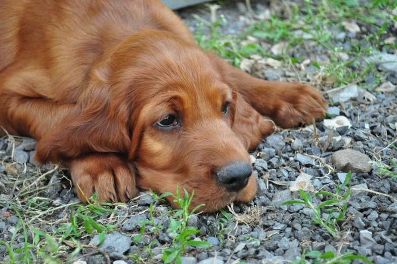 an image of a dog that is laying down