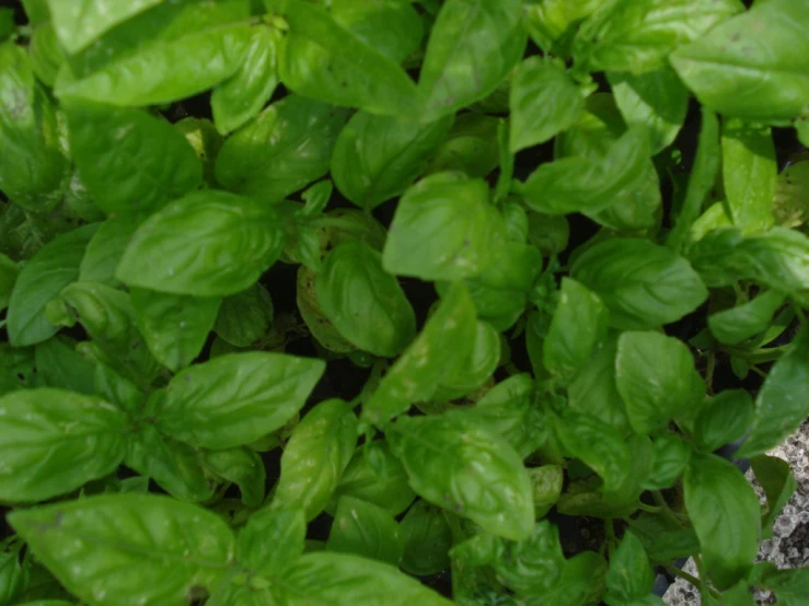 a group of green plants with leafy leaves