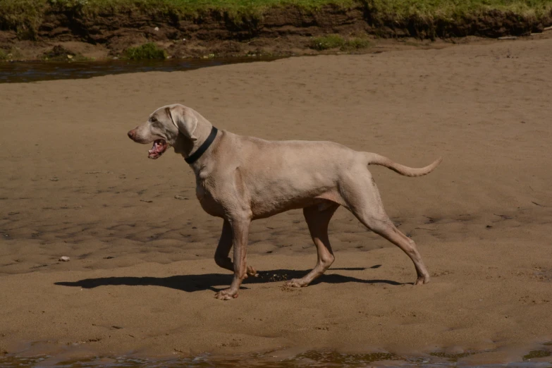 a dog on the beach is showing his tongue