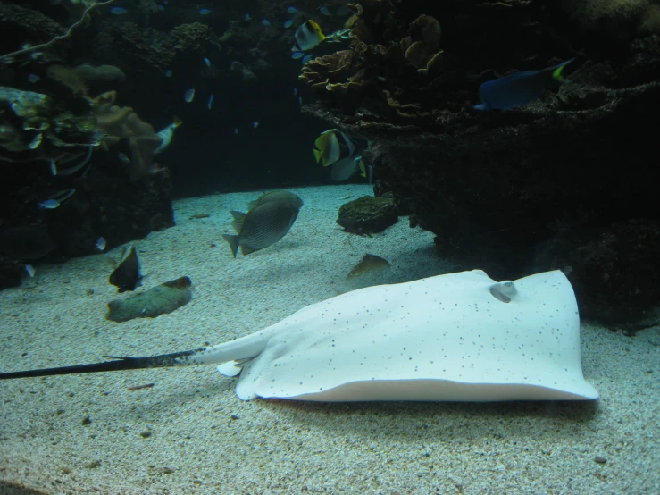 a stingfish in a large tank with water and sand surrounding it