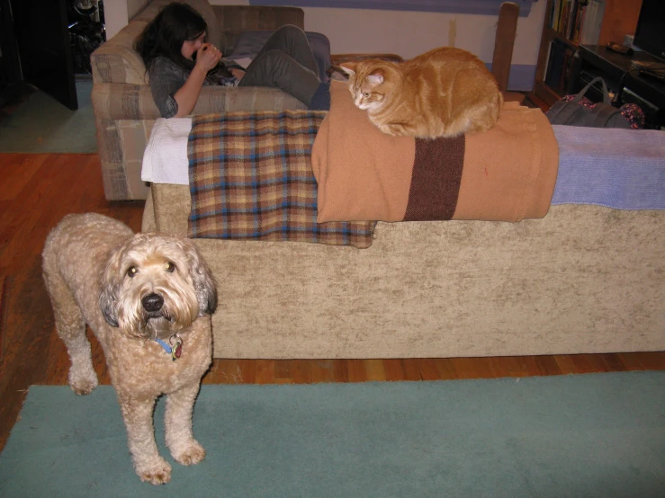 a dog and cat sitting on couches in a living room