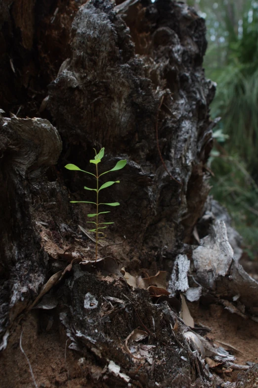 a plant grows from the bark of a fallen tree