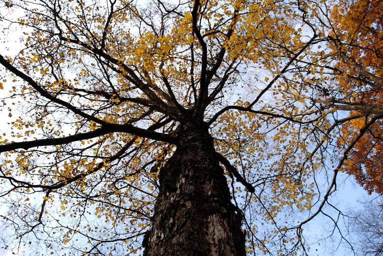 the tall, bare tree looks up through the sky