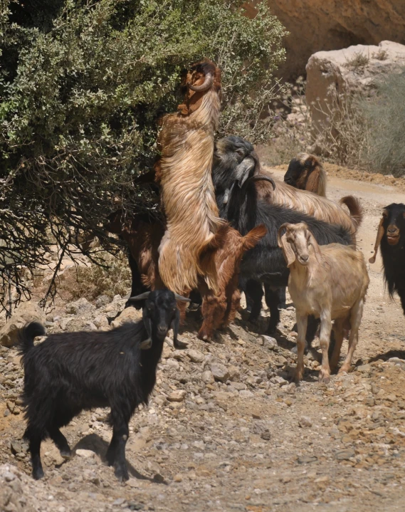 goats are standing and some bushes in a rocky area