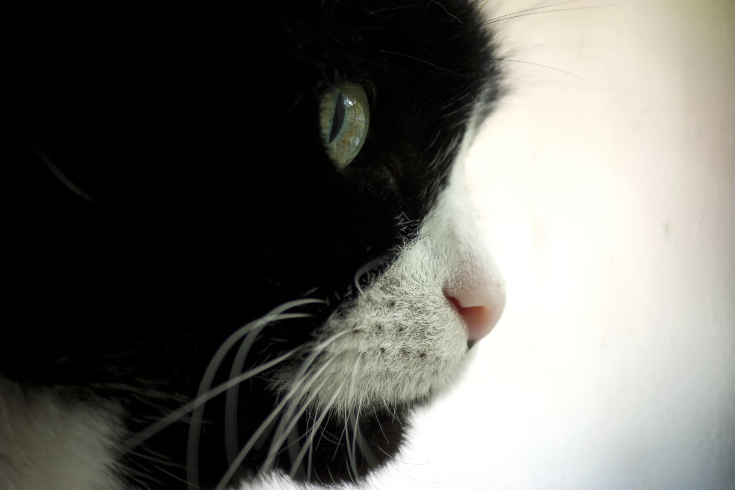 a close up view of the nose and head of a cat