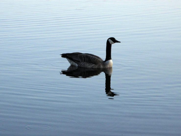 a duck floating on top of a body of water