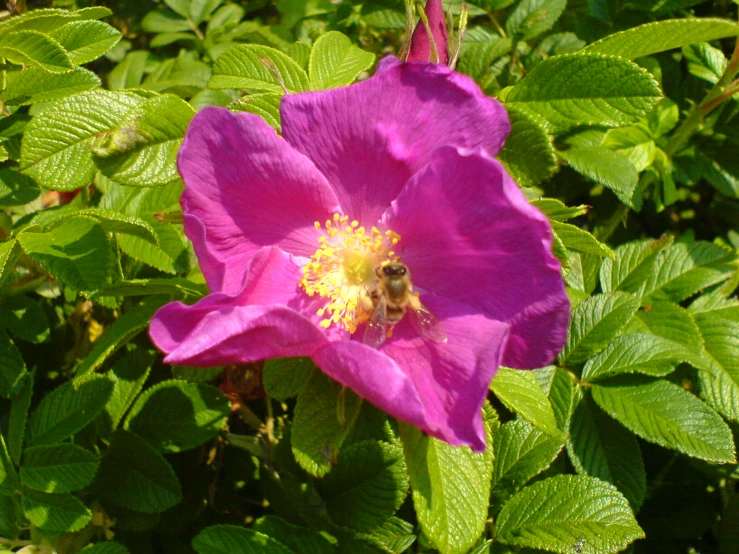 a purple flower with a bee inside it