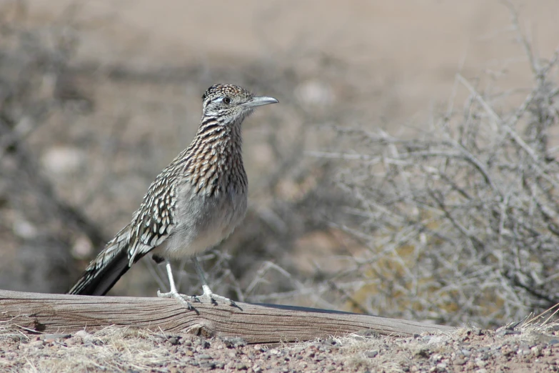 this is a bird on the edge of a tree stump