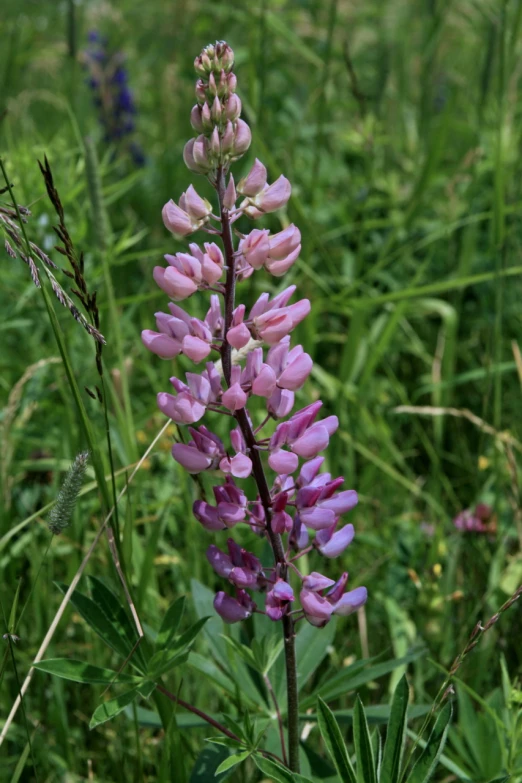 closeup of some purple flowers and grass