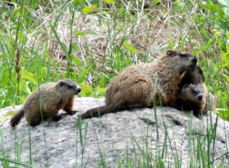 two baby wild animals standing on top of a rock