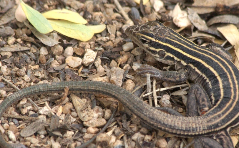 a lizard that is sitting on the ground