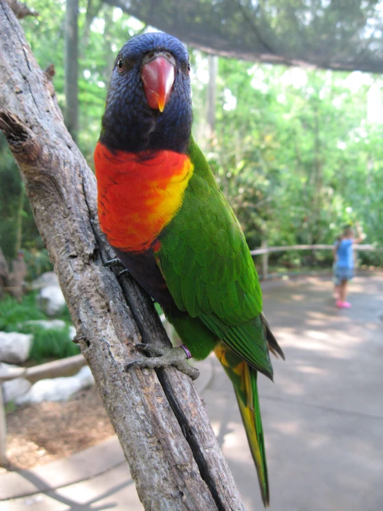 a close up of a bird on a nch