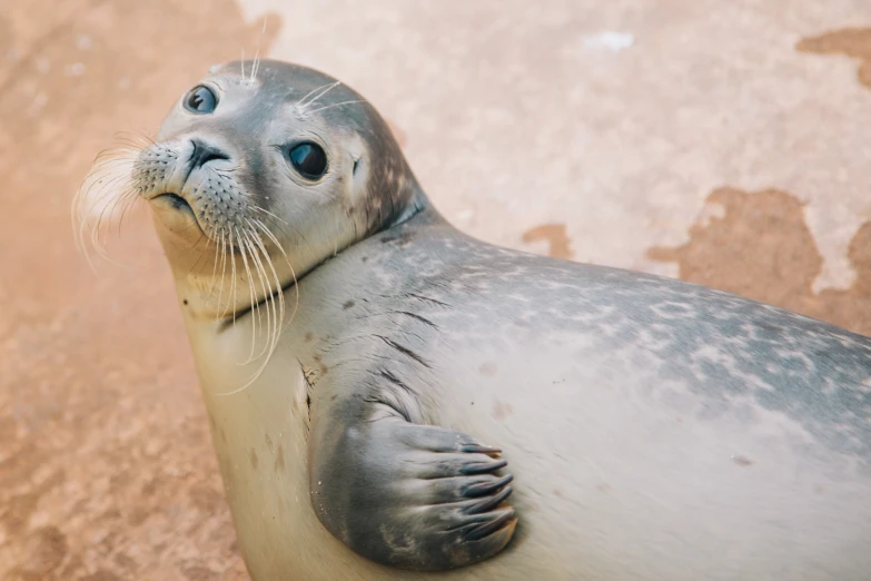 a baby seal sitting in an enclosure with its nose to the side