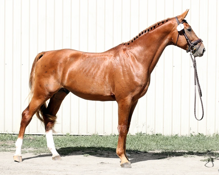 an orange horse standing on dirt ground next to a white building