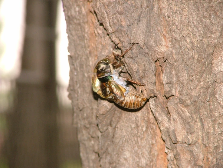 some bug sitting on top of a tree