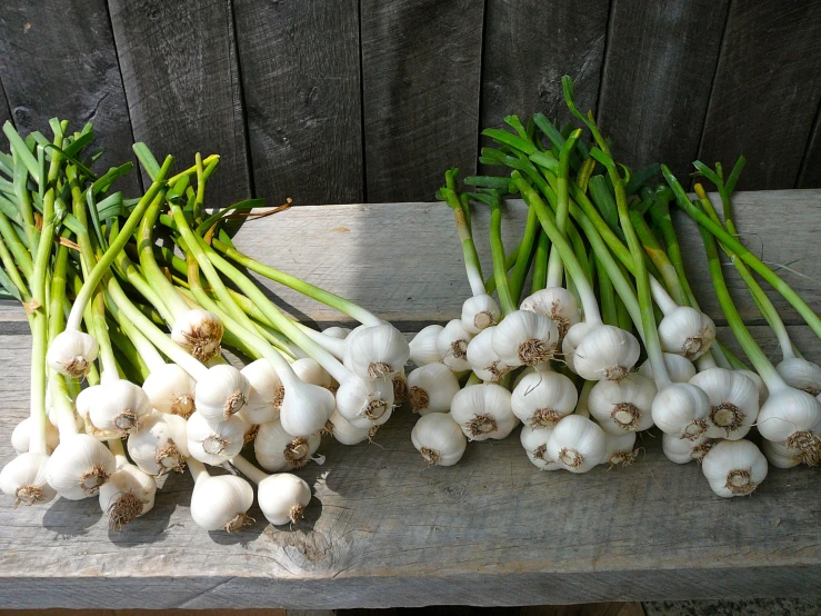 a group of garlics are gathered around the stems