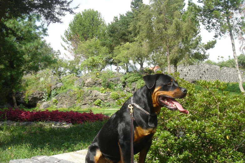 a dog standing in the grass and bushes with his tongue hanging out