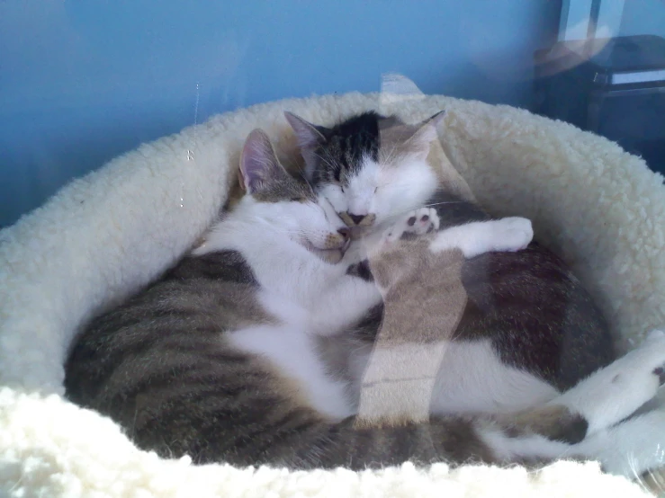 a cat curled up and sleeping in a dog bed