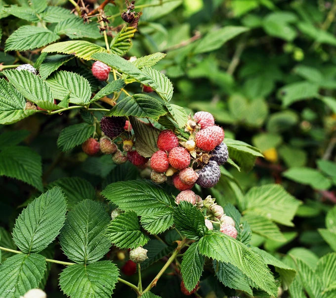 berries are starting to flower on a bush