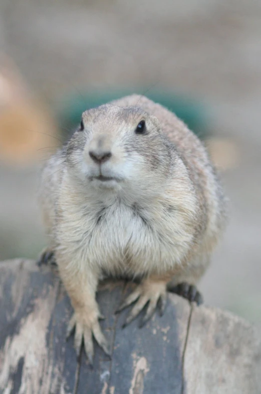 a small rodent looking at soing that looks like it is smiling