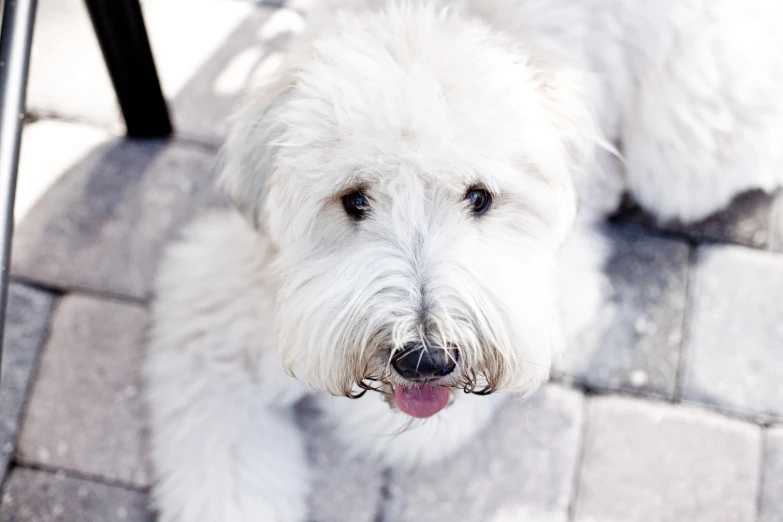 the small white dog is looking up into the camera