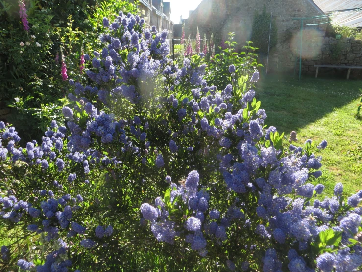 a purple plant next to some houses in the yard