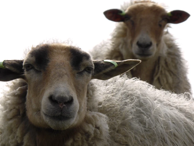 a sheep looks over its shoulder at the camera