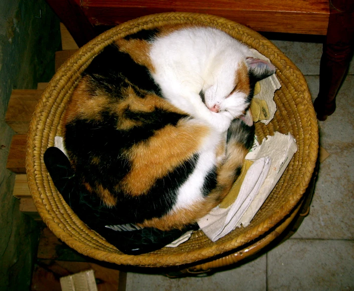 an orange, black and white cat is curled up inside a basket