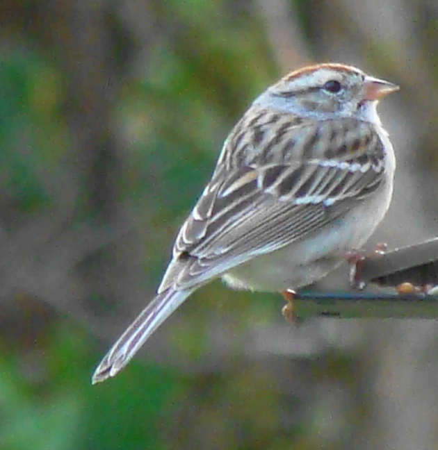 there is a small bird sitting on a piece of wood