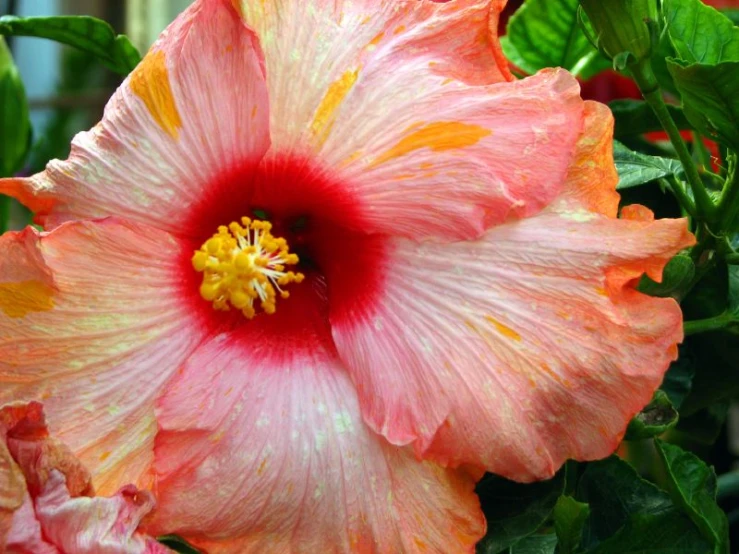 an orange and white flower with green leaves in the background