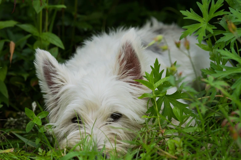 a small white dog in some green grass