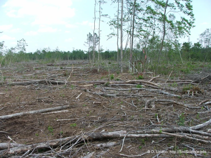 trees and grass are lying in the middle of an area