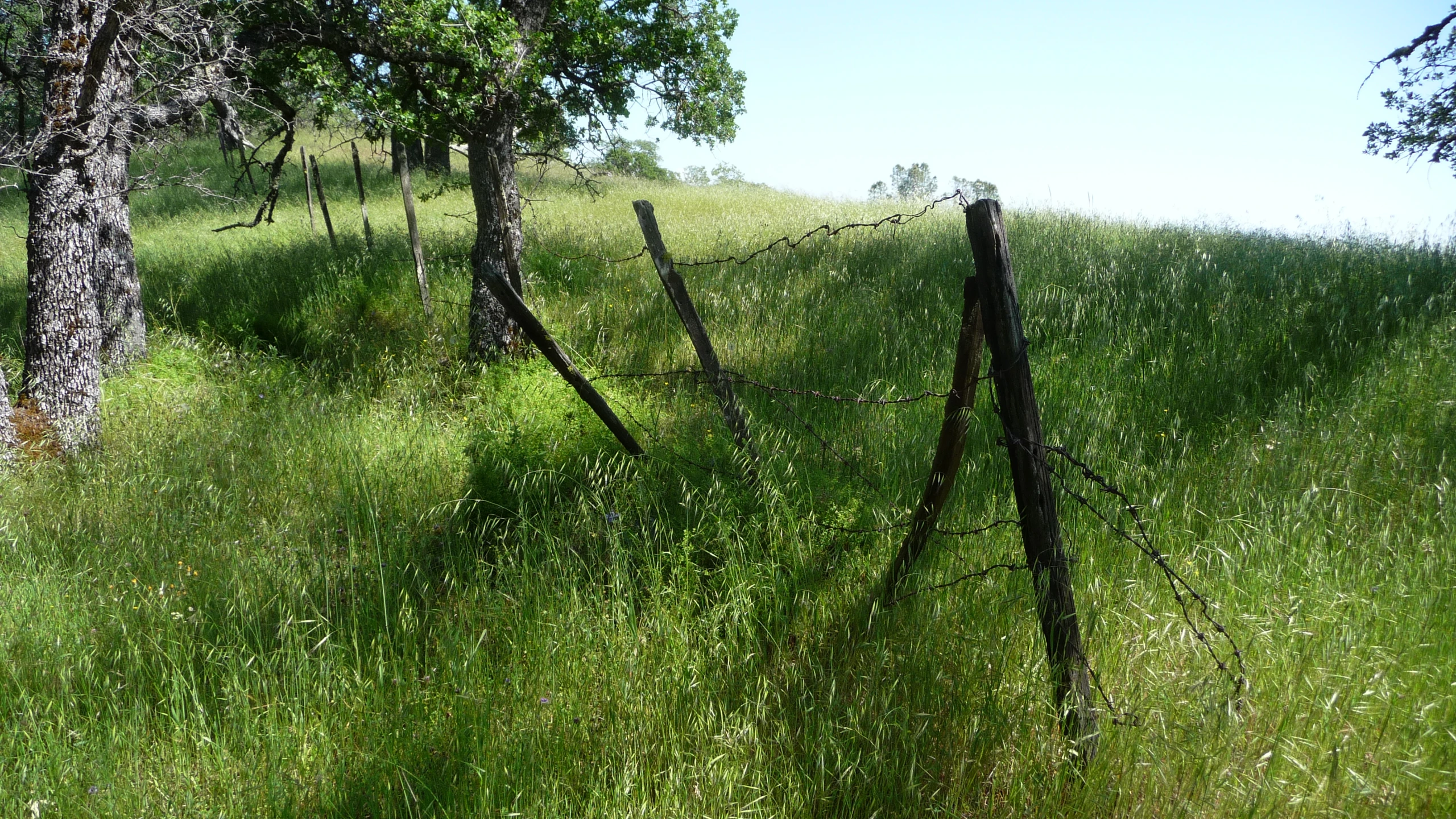 a lush green pasture with wooden fence posts