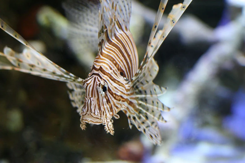 the fish is hiding in the corals under the water