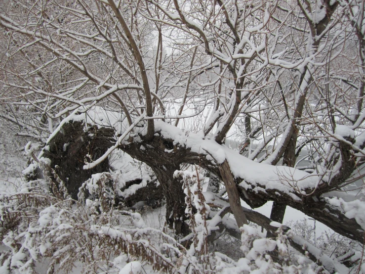 a fallen tree on the side of a road