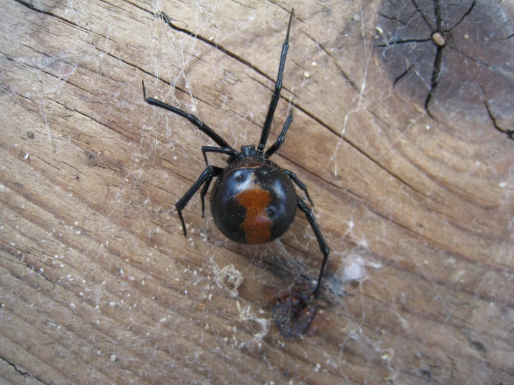 a spider on the side of a piece of wood