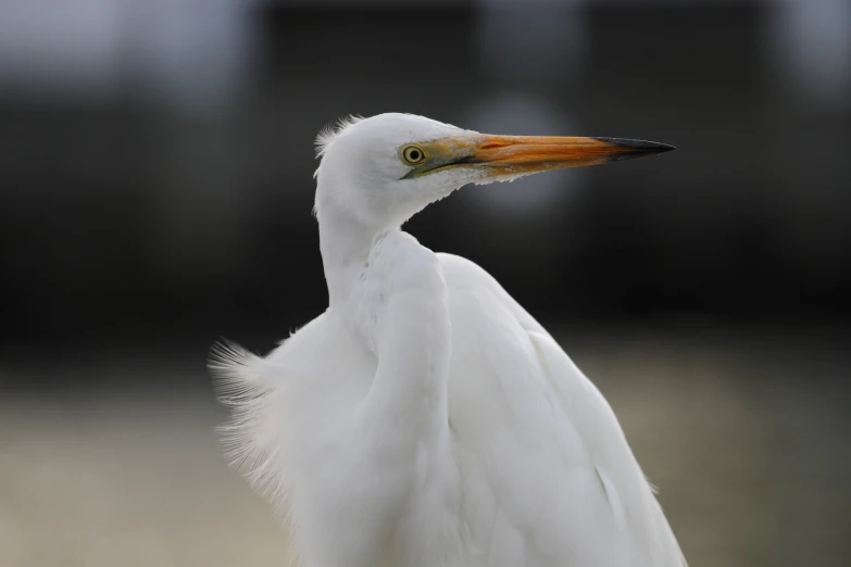 the head and neck of a white bird