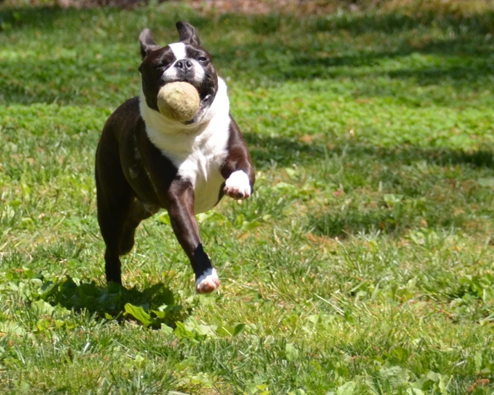 a dog jumping into the air to catch a ball
