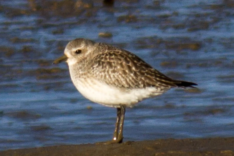 a bird on the beach is standing by the water