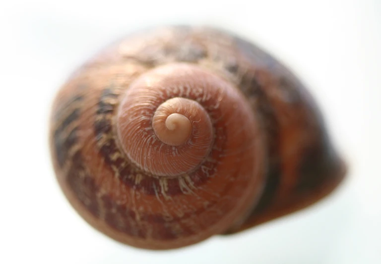 a snail's eye view looking up into the distance