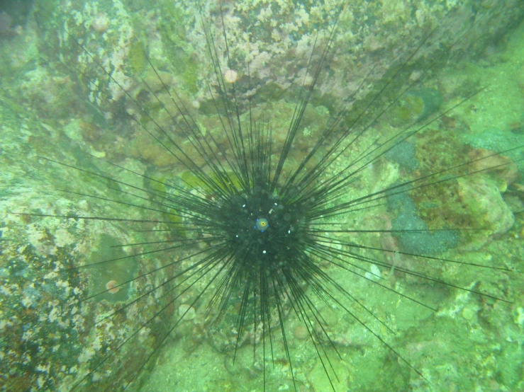 there are many sea urchins on the surface