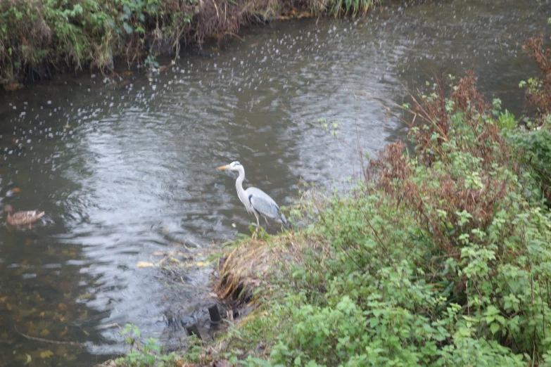 two white herons in the water on a bank