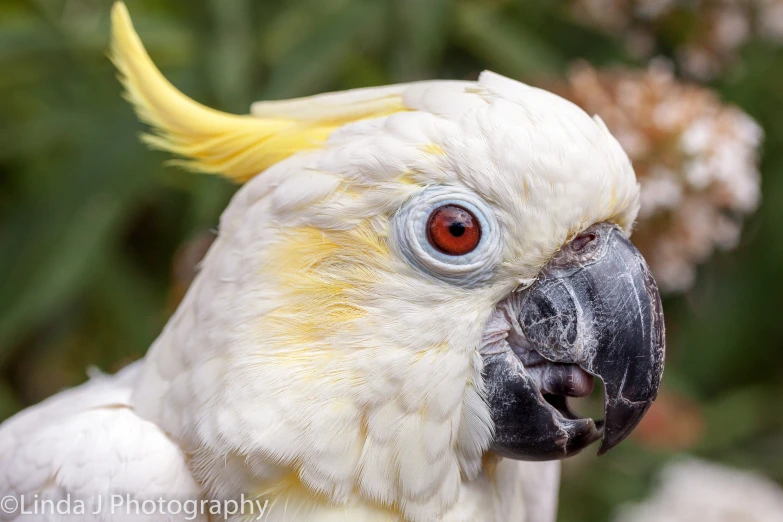 an old, bright white parrot with yellow feathers