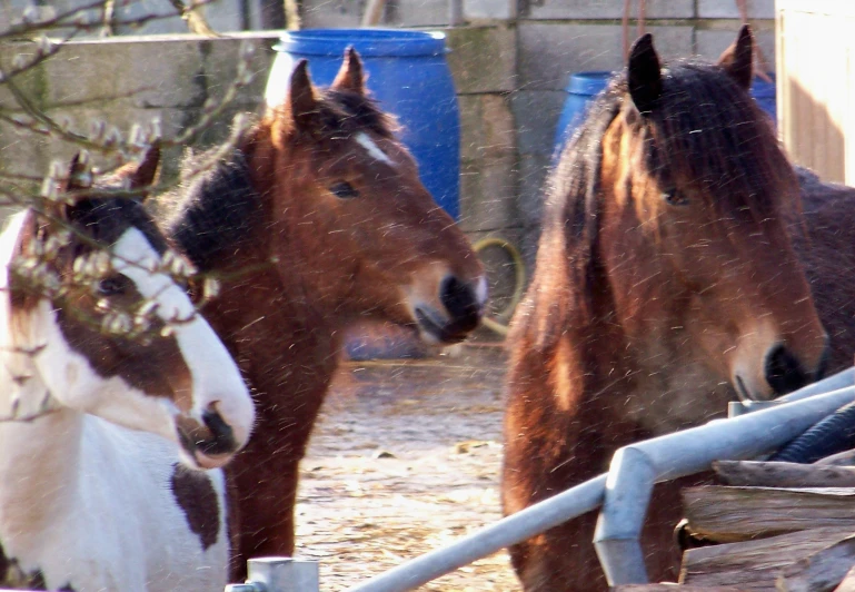 three horses are looking at each other as they stand behind the bars