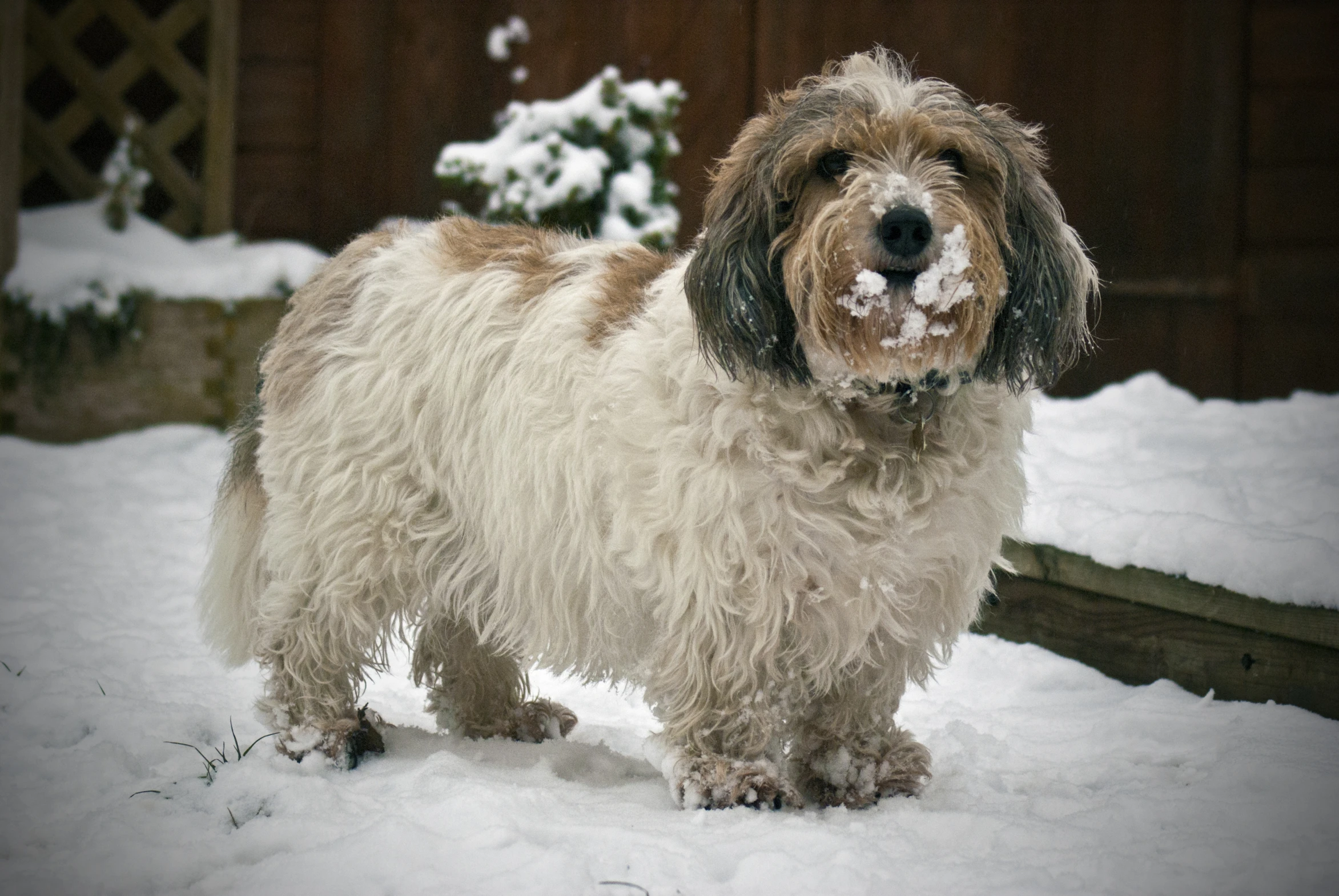 a gy dog standing in the snow next to a fence