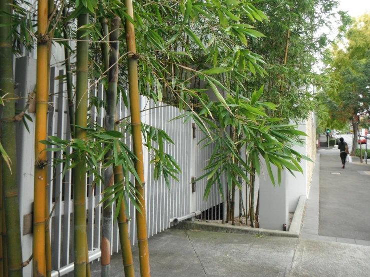 a bunch of plants leaning against a wall