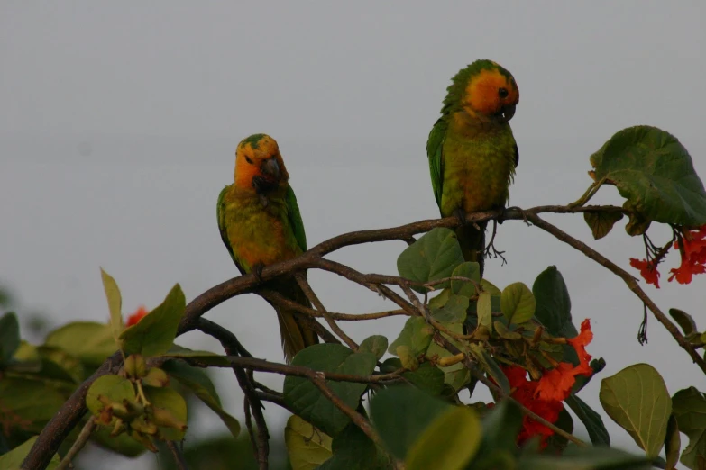 two small birds perched in a tree with red flowers