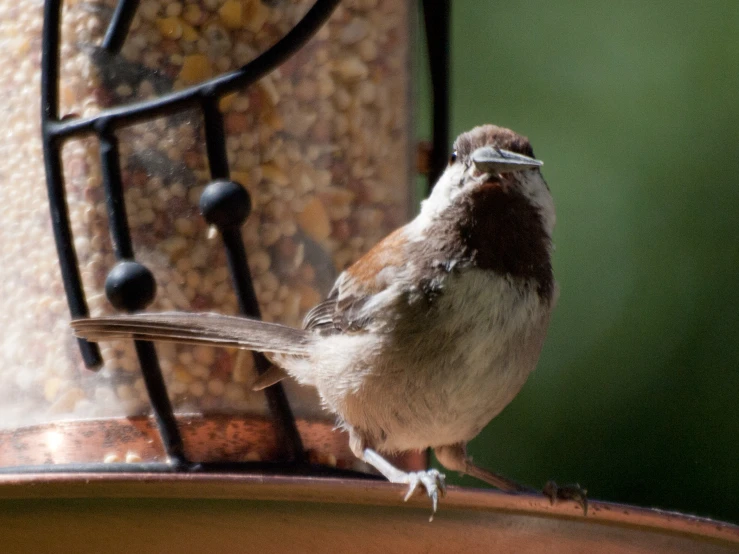 bird sitting on bird feeder looking to its left