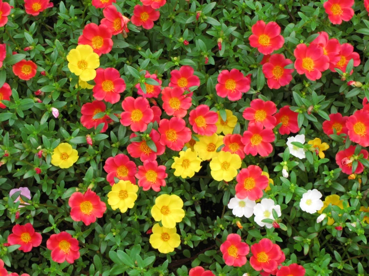 flowers and leaves are in a garden with green leaves