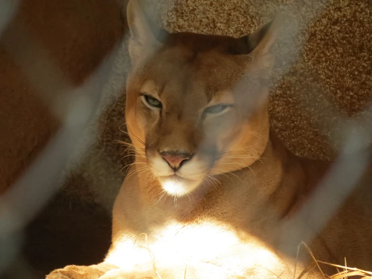 an adult cougal looking up through the bars of a gate